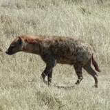Ngorongoro - Hyena